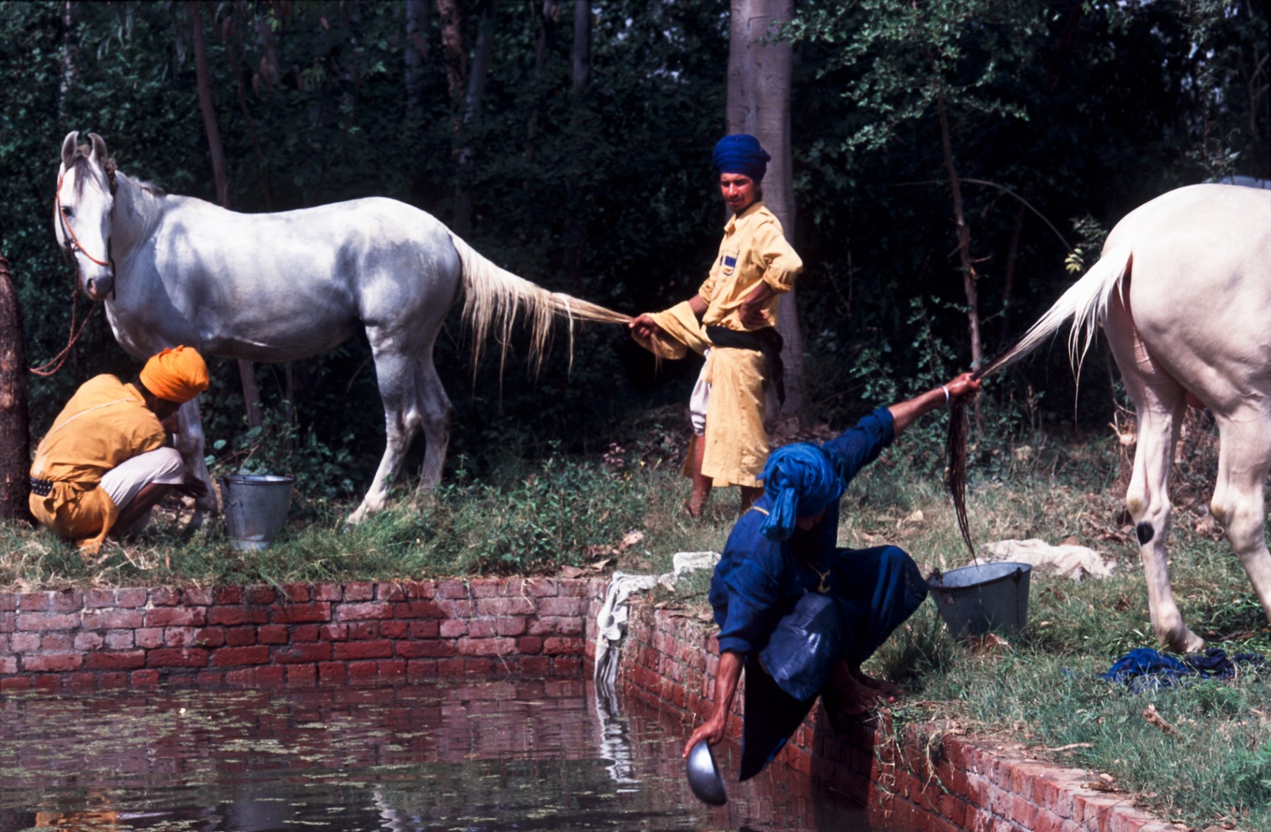 Nihangs washing horses, Sangrur